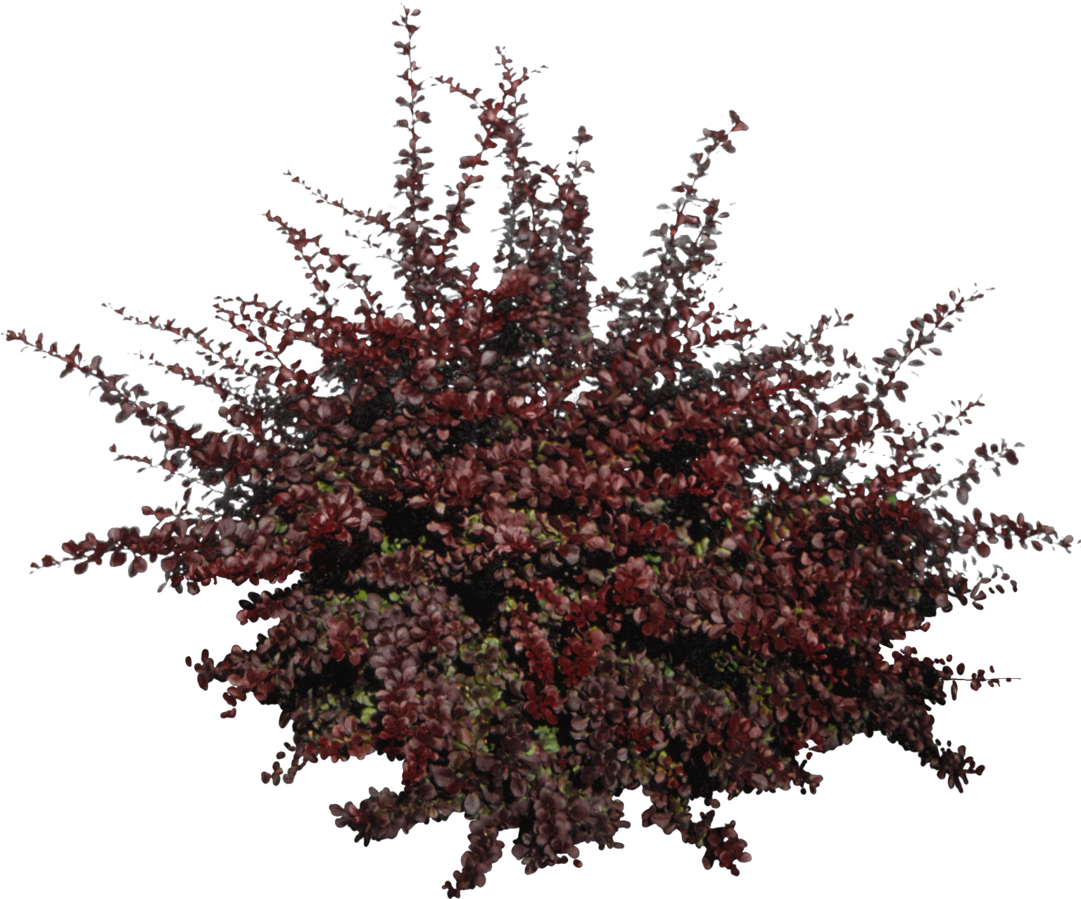 plant-2